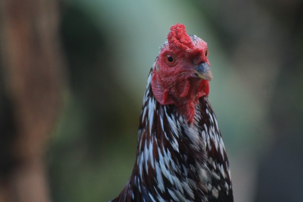 一只公鸡在花园里图片下载