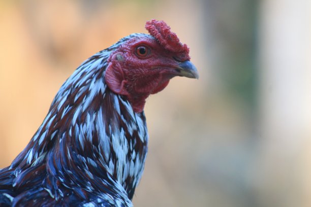 一只公鸡在花园里图片下载