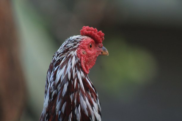 一只公鸡在花园里图片下载