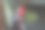 一只公鸡在花园里图片下载