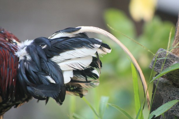 一只公鸡在花园里图片下载
