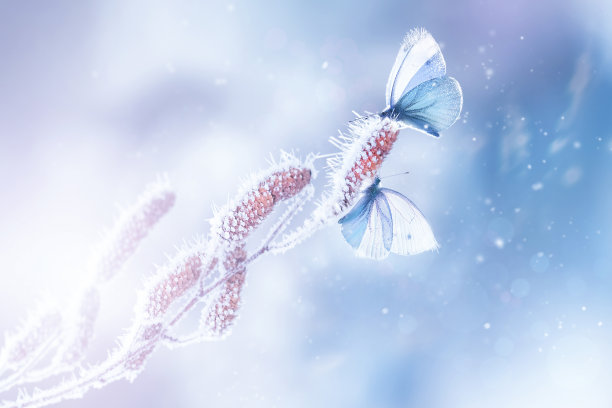 白雪皑皑的森林里，霜雪中白桦树枝上精致的蝴蝶。春冬自然宏观背景。冬季仙境。图片下载