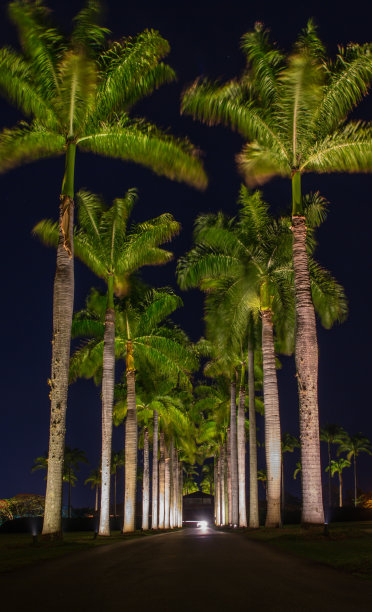 棕榈树图片下载