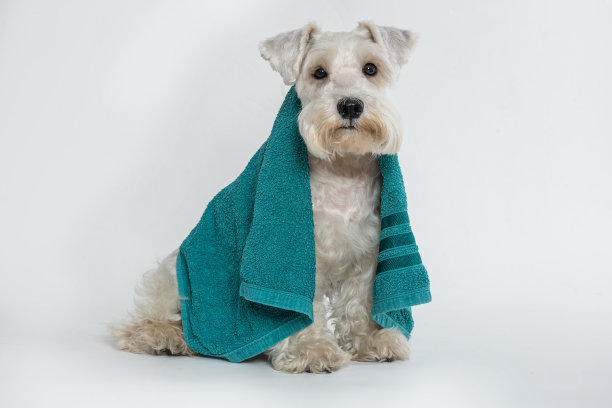 白色雪纳瑞犬在洗澡图片下载