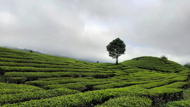 茶园上的树。图片下载