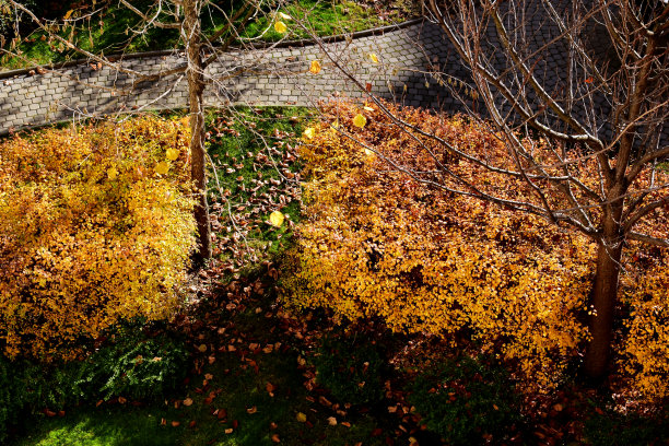 秋天的颜色树叶在树篱鸟瞰图。环环相扣的混凝土花园小径。光秃秃的树木。图片下载