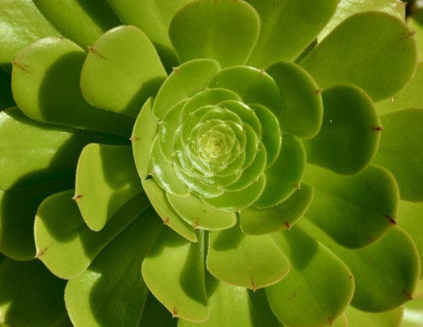 特写的绿色阳光下的肉质在完整的框架图片下载