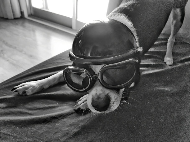 黑白相间的吉娃娃，穿着摩托车服图片下载