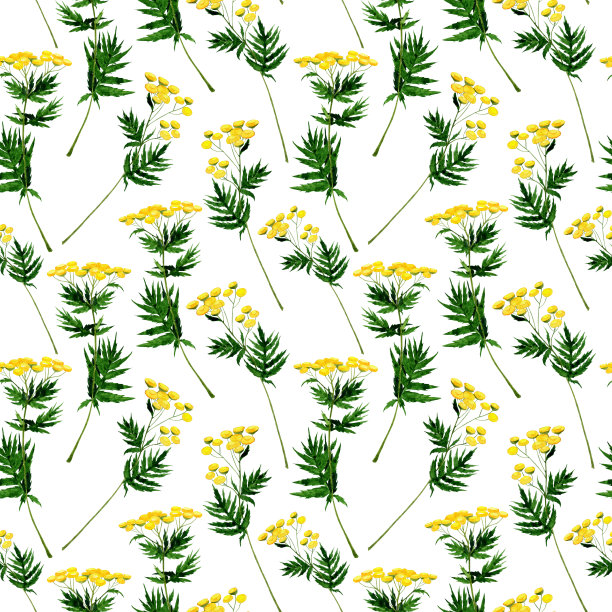 水彩唐茜草本植物在白色背景上无缝模式。手绘插图。药材茎常熟。图片下载