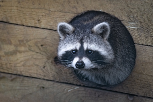 森林里一只浣熊的肖像图片下载