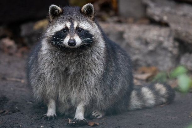 森林里一只浣熊的肖像图片下载