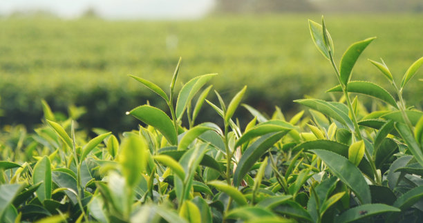 生态草本农场新鲜的绿茶树叶。茶园在清晨的阳光下。新鲜草本绿色自然田园农田。饮用有机放松石南植物。农场里的绿茶树图片下载