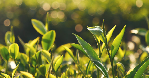 绿色茶树鲜叶生态草本农场。茶园在清晨的阳光下。新鲜草本天然花园农田。饮用有机放松石南植物。农场里的绿茶树图片下载