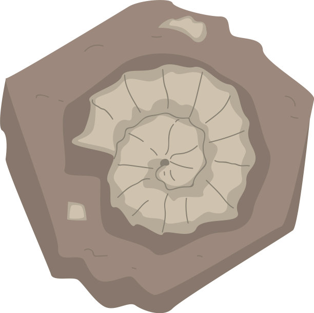 盘绕在土壤中的菊石作为考古和图片下载