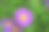美丽的紫罗兰菊花作为背景图片。9月菊花。菊花壁纸，菊花在秋天。图片下载