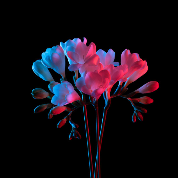 白色小苍兰花束，粉红色和蓝色霓虹灯。图片下载