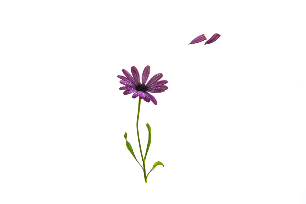 紫色的加扎尼亚花在空中飞舞。图片下载