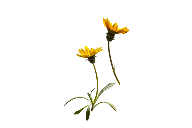 黄色的加扎尼亚花在空中飞舞。图片下载