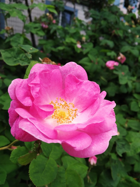 玫瑰花丛。红色和粉色。照片。图片下载