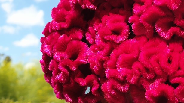 花Celosia cristata图片下载