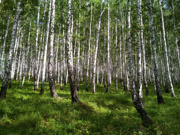 美丽的夏季白桦林与绿色的草。图片下载
