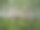 美丽的夏季白桦林与绿色的草。图片下载