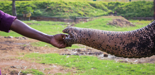 这是一幅手和象鼻的人情画，它讲述了一个看门人和他的宠物之间的爱和联系的故事。图片下载