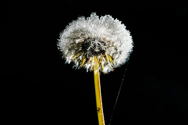 蒲公英种子上美丽的露珠图片下载
