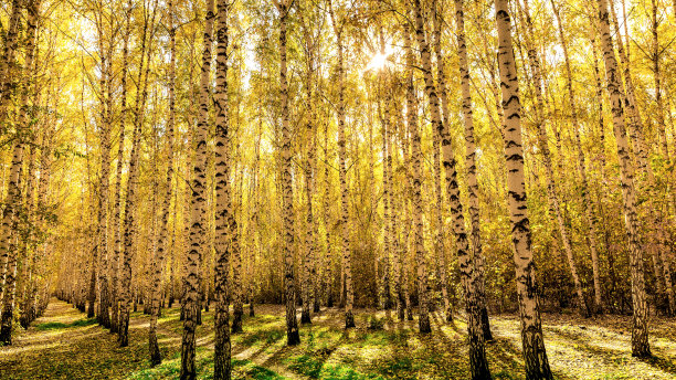 秋高气爽的风景中点缀着一片桦树林。图片下载