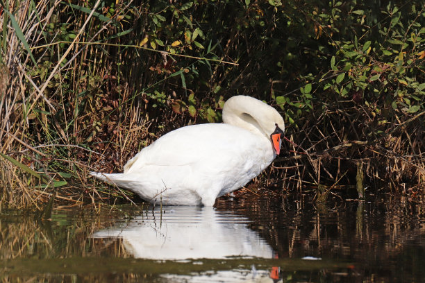 哑天鹅-哑天鹅(天鹅色)。图片下载