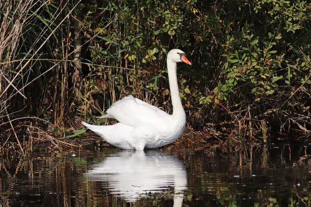 哑天鹅-哑天鹅(天鹅色)。图片下载