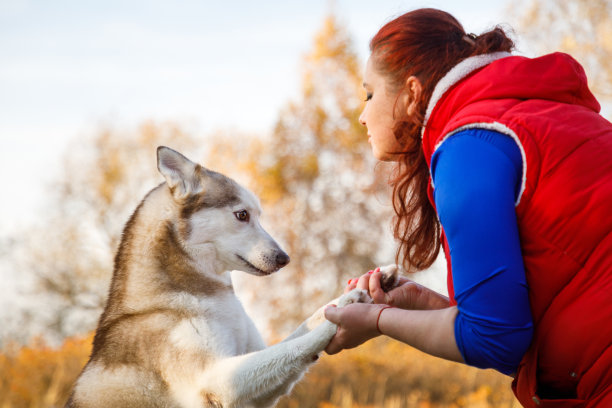狗饲养员正在和她的哈士奇狗说话图片下载