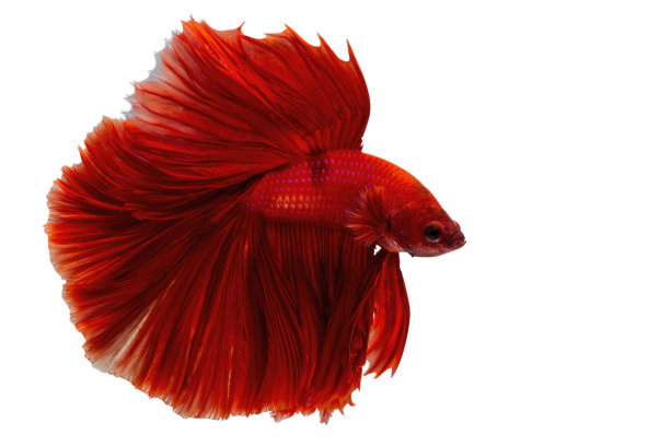 超级红色斗鱼。孤立在白色背景上的暹罗斗鱼。泰国。图片下载