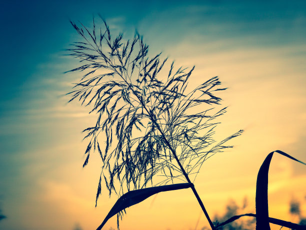 夕阳下美丽的芦苇。图片下载