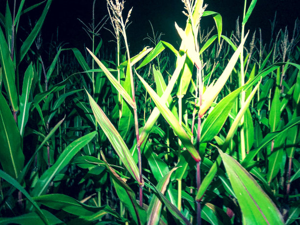 黑暗中玉米种植园的照片。图片下载