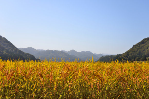 大米耳朵特写图片下载