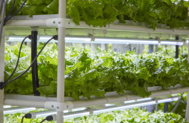 水培法图片下载