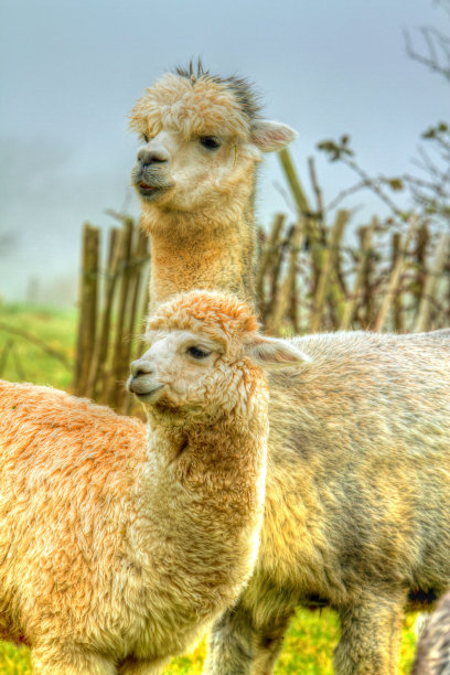 羊驼妈妈和小羊在彩色的hdr图片下载