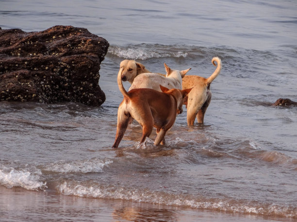 海滩上的狗图片下载