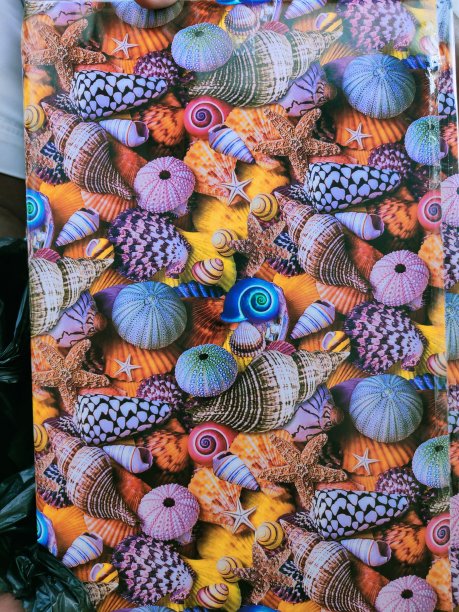 海洋贝壳图片下载