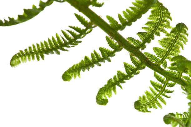 蕨类植物的叶子图片下载