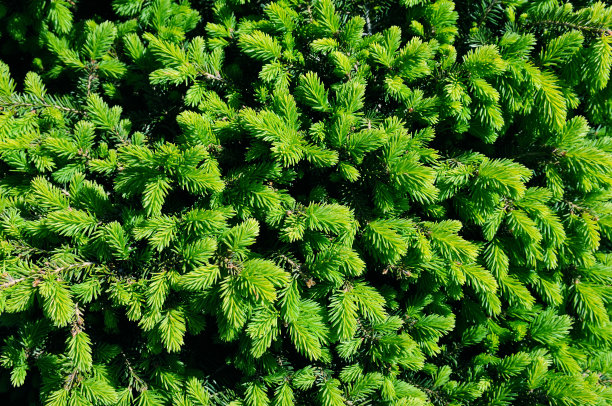 美丽明亮的背景是郁郁葱葱的云杉的树枝和针叶。图片下载