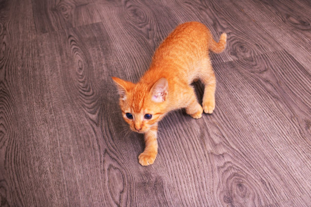 小黄猫坐在木地板上图片下载