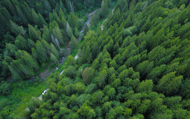 斯宾河流经云杉森林图片下载