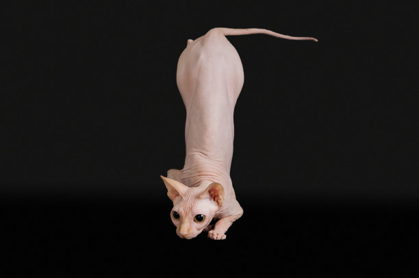 斯芬克斯猫滑稽地站在孤立的黑色背景图片下载