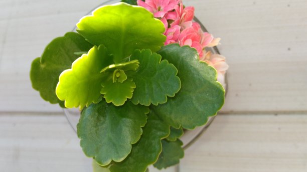 用于多肉自然栖息地的植物图片下载