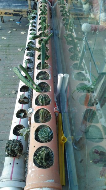 用于多肉自然栖息地的植物图片下载