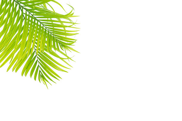概念纹理树叶抽象绿色自然背景热带树叶椰子孤立在白色背景图片下载