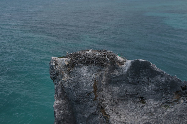 鱼鹰在高出海面的岩石上筑巢图片下载