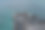 鱼鹰在高出海面的岩石上筑巢图片下载